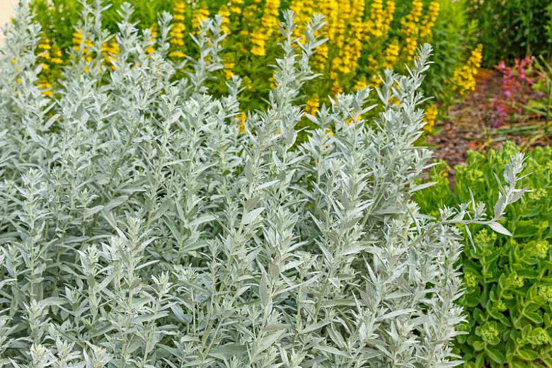 Mugwort photo. Western or white sage artemisia variety. Large sage brush and bush.