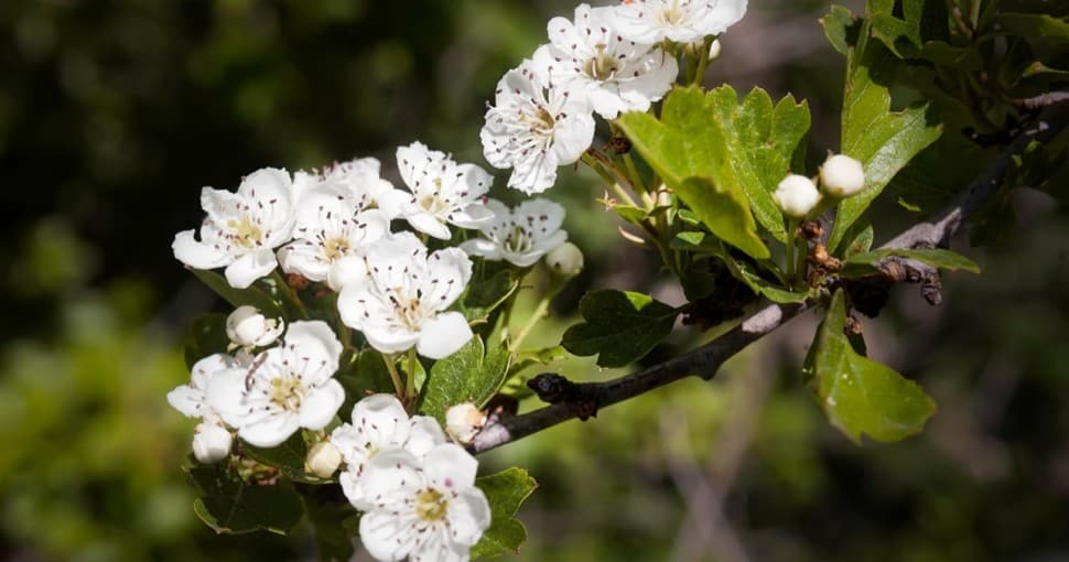 Photo of Hawthorn tree flower blooming. Heart opening chakra work and medicinal herb.
