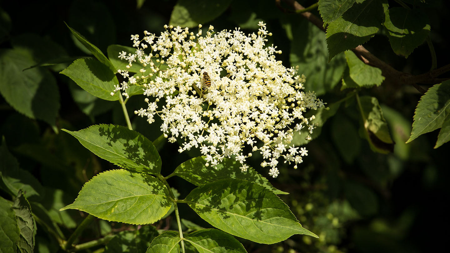 Elder tree, Elder berry, Elder flower photo: aesthetic and moody with a visiting honey bee.