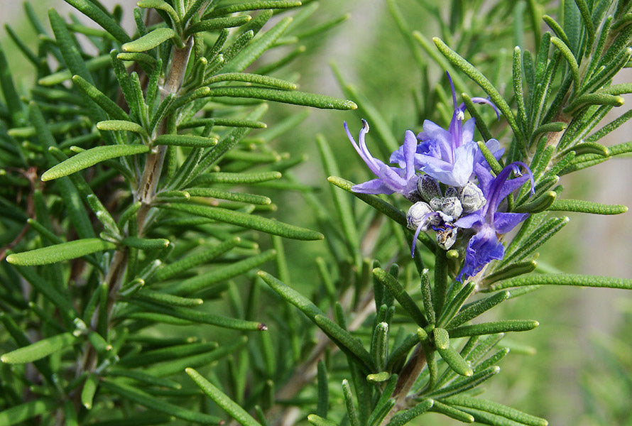 Rosemary photo. Purple flowers bloom against the green and fragrant plant.