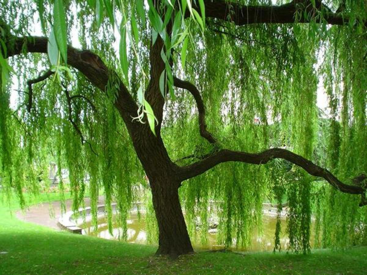 Sheltering grandmother willow in her tall and willowy beauty. Photo of Willow Tree.