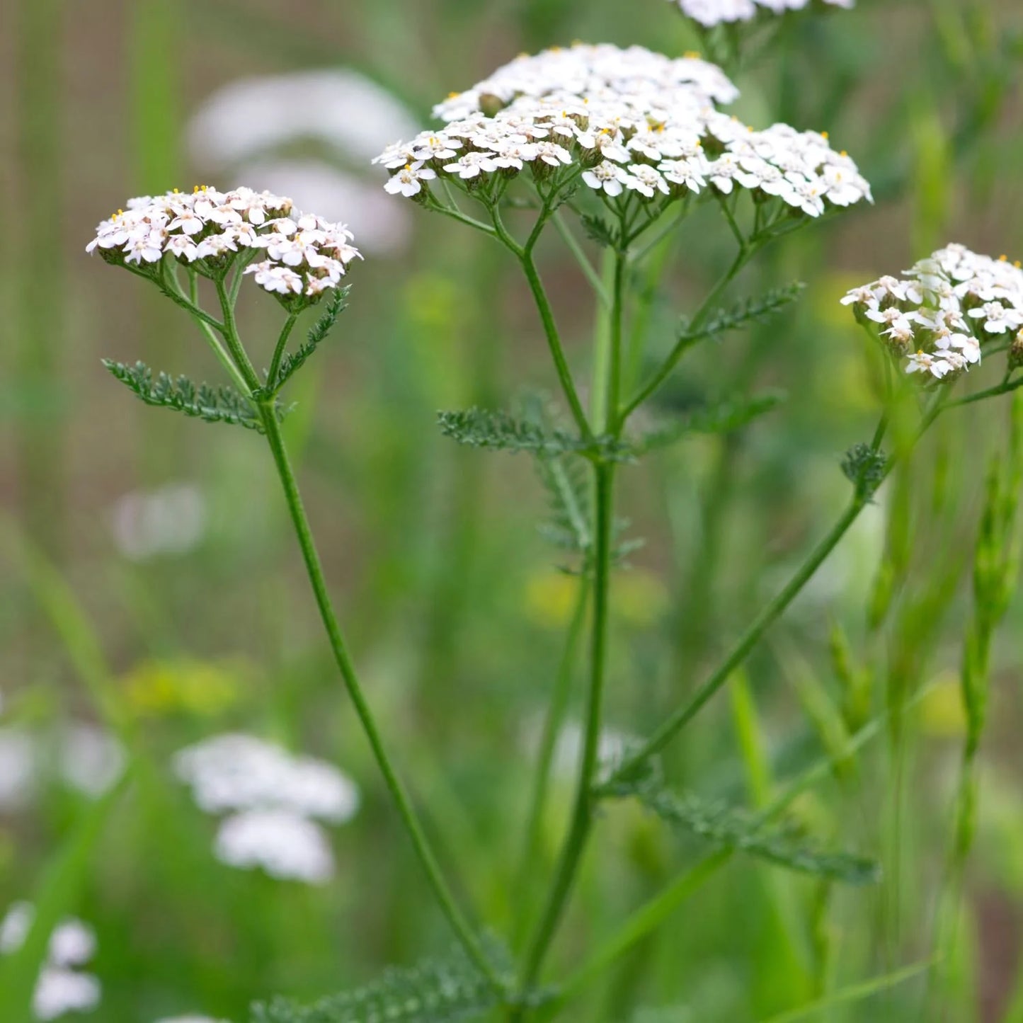 Yarrow flower photo. beautiful white blooms and feathery green leaves.