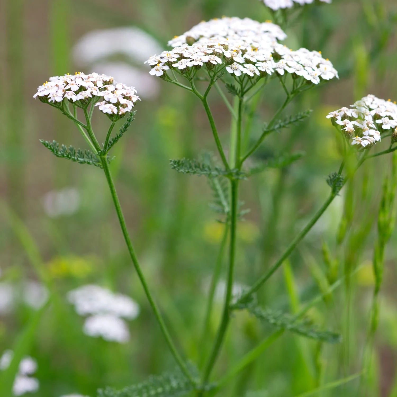 Yarrow flower photo. beautiful white blooms and feathery green leaves.